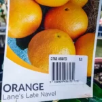 Orange - Lane's Late Navel