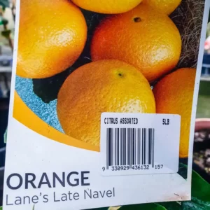 Orange - Lane's Late Navel