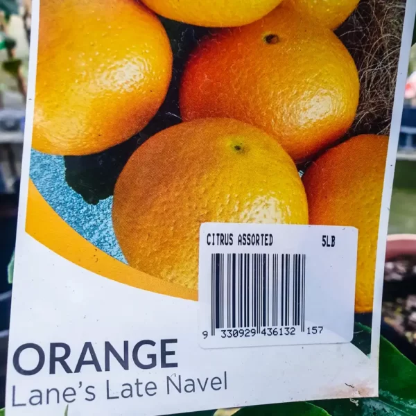 Orange - Lane's Late Navel