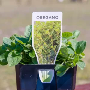 Oregano