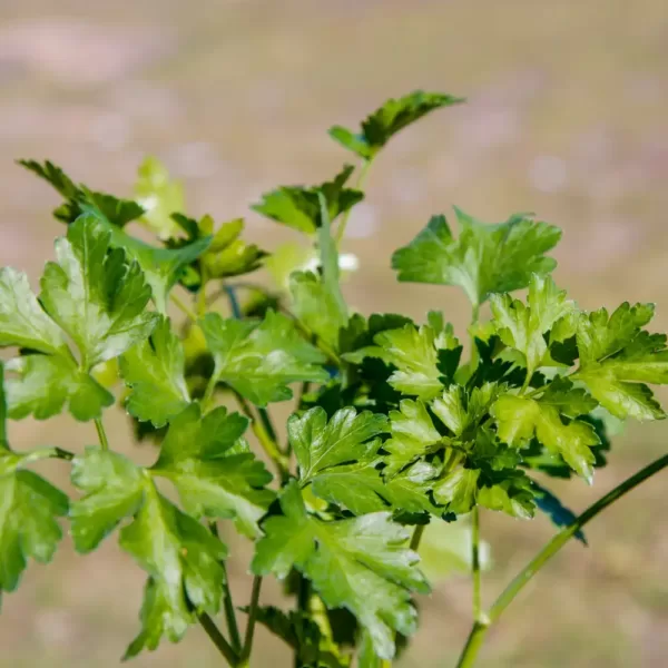 Parsley - Italian