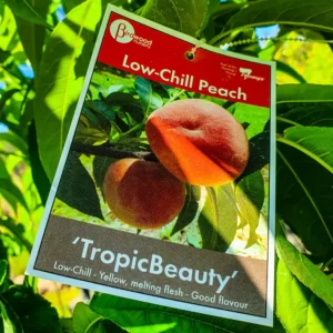Peach - Tropic Beauty