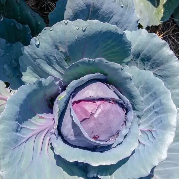 Cabbage - Red