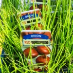 Onion - Red