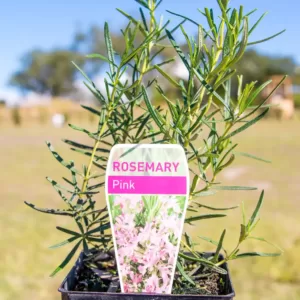 Rosemary - Pink