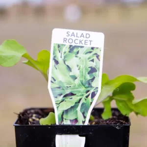 Salad Rocket