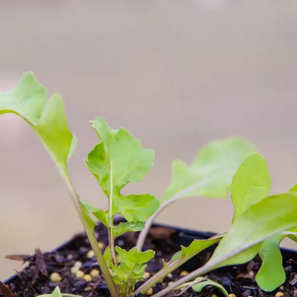 Salad Rocket