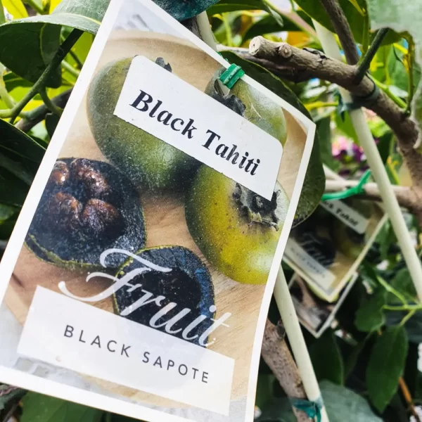 Sapote – Black