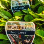 Silverbeet - Red Legs