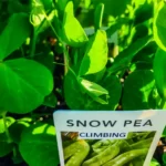 Snow Pea - Climbing