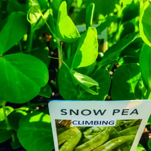 Snow Pea - Climbing