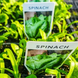 Spinach