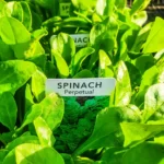 Spinach - Perpetual