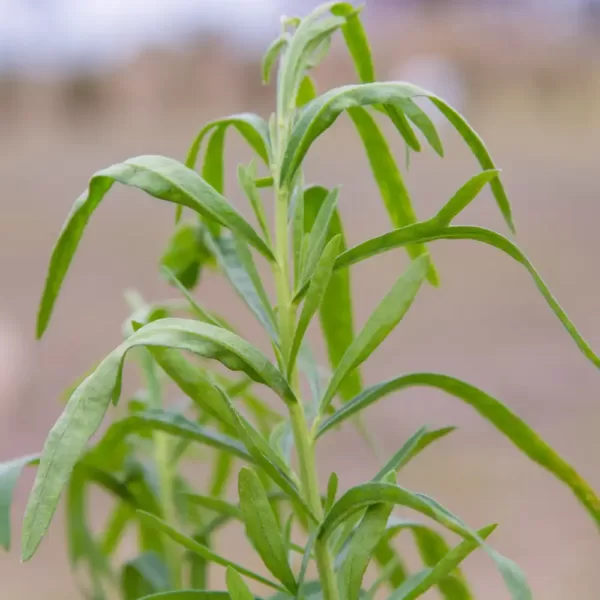 Tarragon - Russian