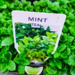 Mint - Tea