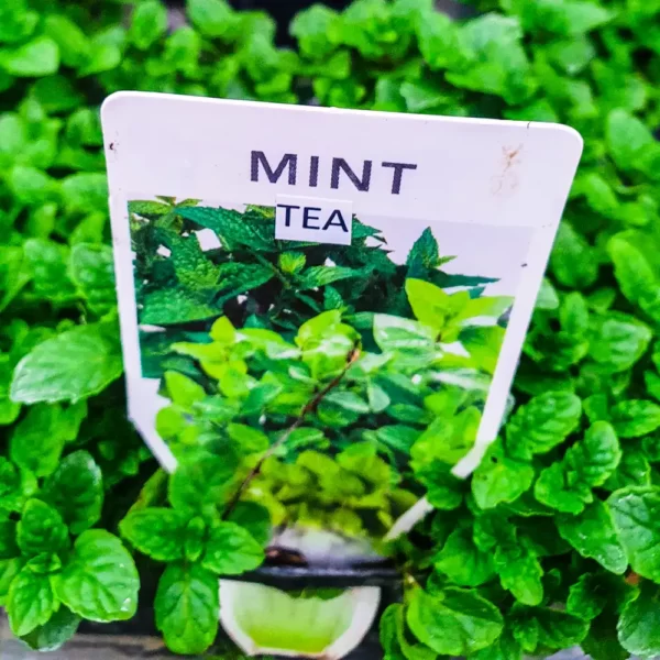 Mint - Tea