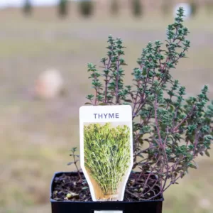 Thyme