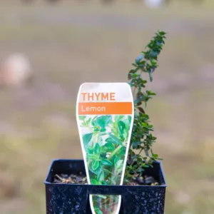 Thyme - Lemon