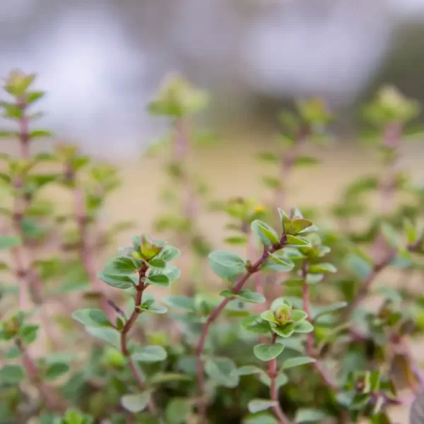 Thyme - Pizza