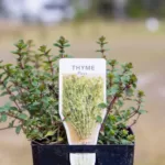 Thyme - Pizza