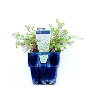 Thyme - Wild