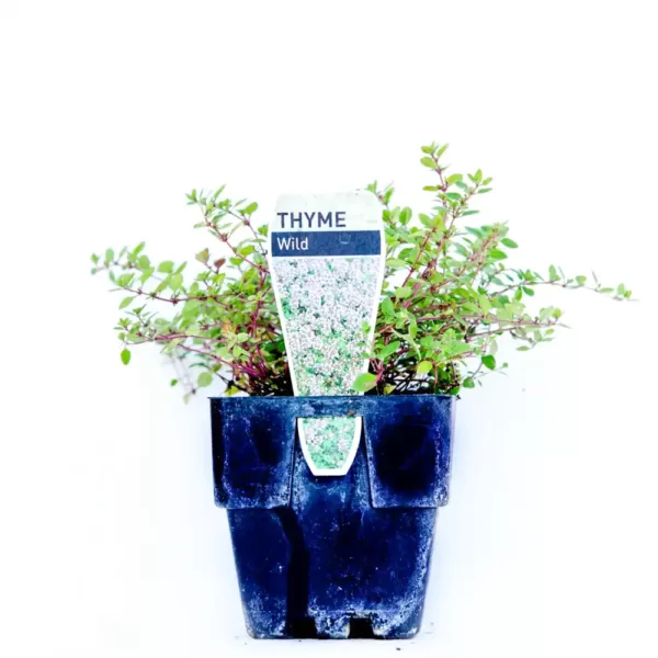 Thyme - Wild