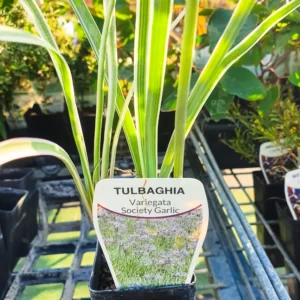 Tulbaghia Violacea Varigated Garlic