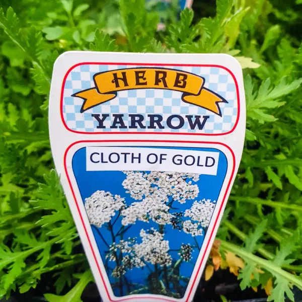 Yarrow - Cloth of Gold