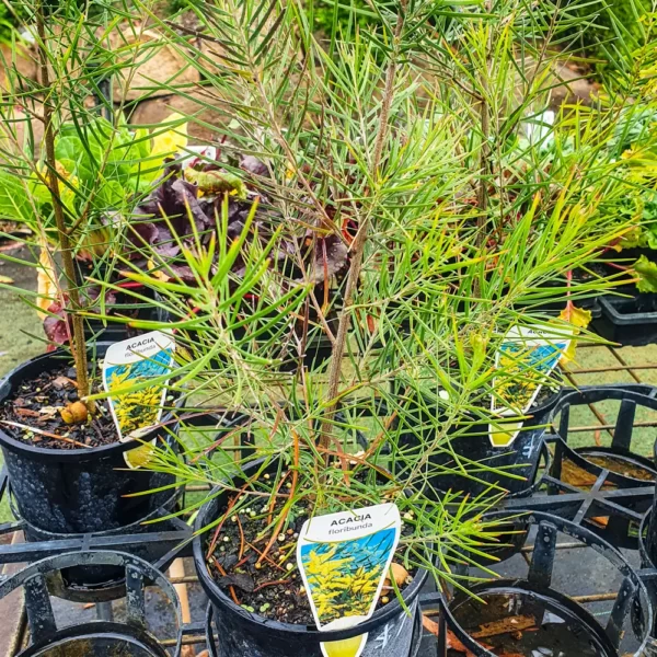 Acacia - Floribunda