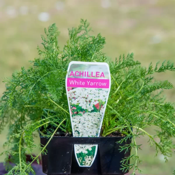 Achillea - White Yarrow