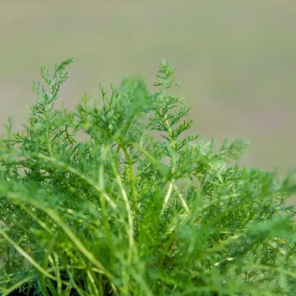 Achillea - White Yarrow