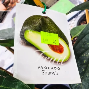 Avocado - Sharwil