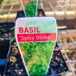 Basil 'Spicy Globe'