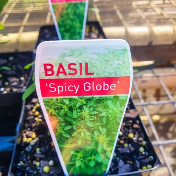 Basil 'Spicy Globe'