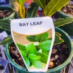 Bay Leaf