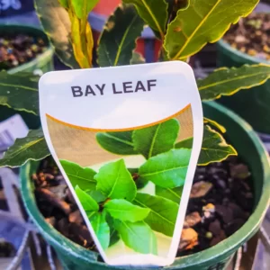 Bay Leaf