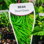 Bean - Dwarf Green