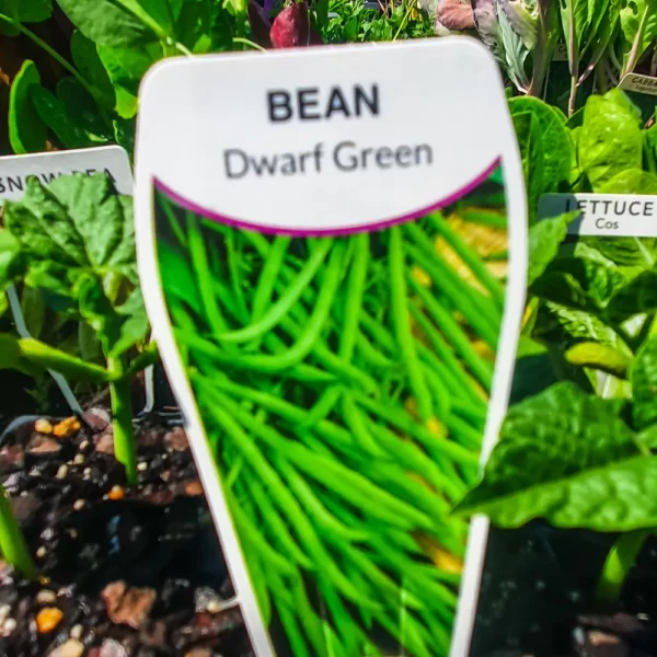 Bean - Dwarf Green