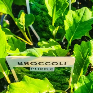 Broccoli Purple