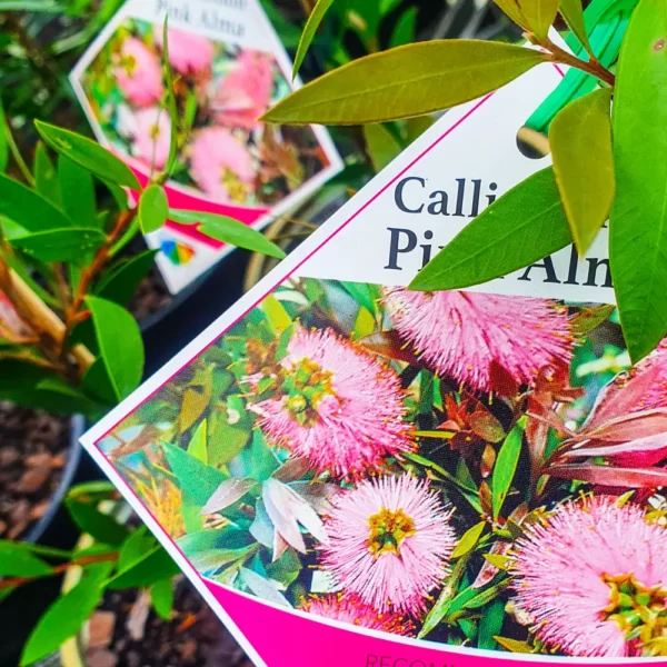 Callistemon Pink Alma