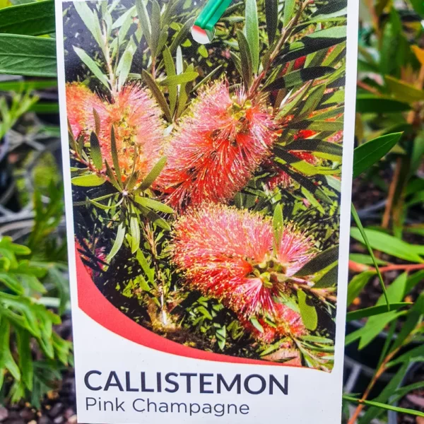 Callistemon Pink Champagne