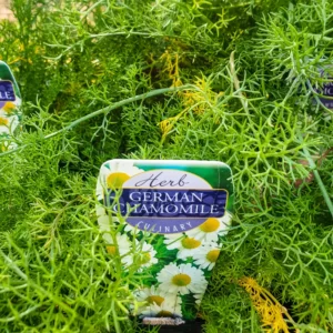 Chamomile - German