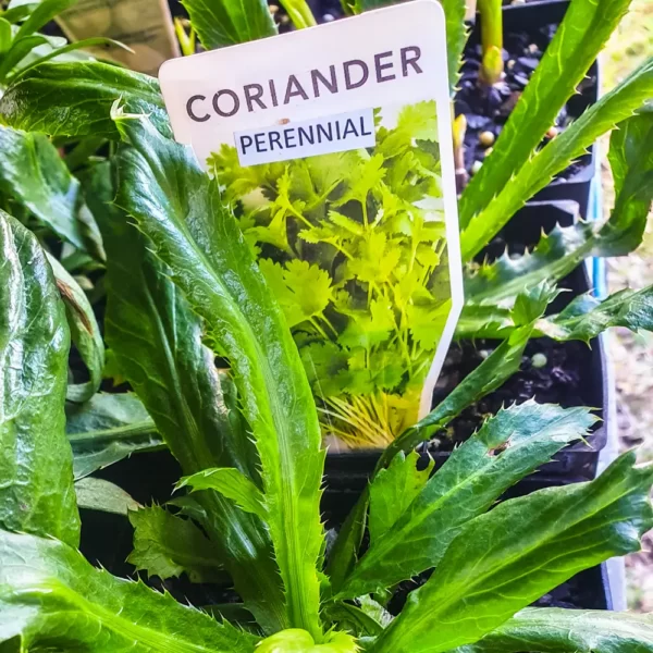 Coriander Perennial