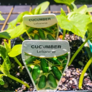 Cucumber Lebanese