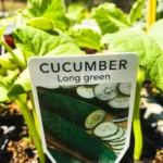 Cucumber Long Green