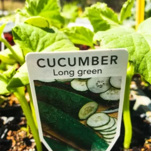 Cucumber Long Green