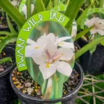 Dietes - Catenulata Dwarf Wild Iris