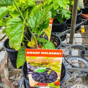 Dwarf Mulberry