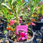 Eremophila - Bold Berry