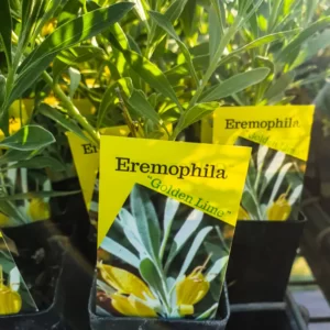 Eremophila - Golden Lime